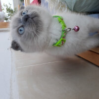 Scottish Fold, Kedi  Oscar fotoğrafı