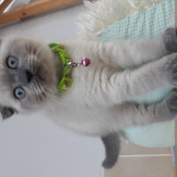 Scottish Fold, Kedi  Oscar fotoğrafı