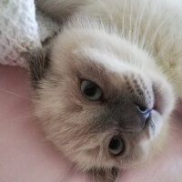 Scottish Fold, Kedi  Oscar fotoğrafı