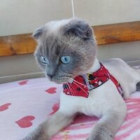 Scottish Fold, Kedi  Oscar fotoğrafı