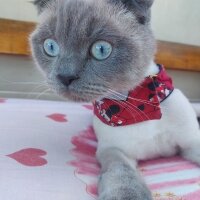 Scottish Fold, Kedi  Oscar fotoğrafı