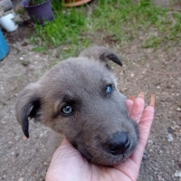 Sibirya Kurdu (Husky), Köpek  Martin fotoğrafı