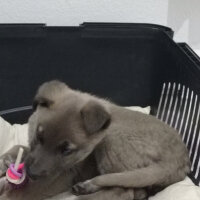 Sibirya Kurdu (Husky), Köpek  Martin fotoğrafı