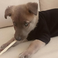 Sibirya Kurdu (Husky), Köpek  Martin fotoğrafı