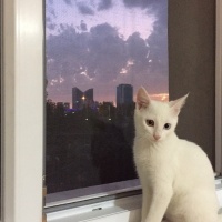 Van Kedisi, Kedi  Hureyre  fotoğrafı