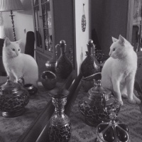 Van Kedisi, Kedi  Hureyre  fotoğrafı