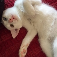 Van Kedisi, Kedi  Hureyre  fotoğrafı