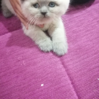 Scottish Fold, Kedi  Bobbles fotoğrafı