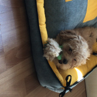 Maltese, Köpek  Astro fotoğrafı