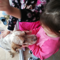 İngiliz Setter, Köpek  Cookie fotoğrafı