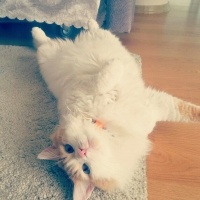 Tekir Kedi, Kedi  Kiki fotoğrafı