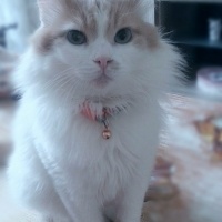 Tekir Kedi, Kedi  Kiki fotoğrafı