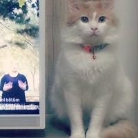 Tekir Kedi, Kedi  Kiki fotoğrafı