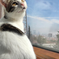 Tekir Kedi, Kedi  Patik fotoğrafı