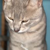 Tekir Kedi, Kedi  Duman fotoğrafı