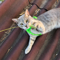 Tekir Kedi, Kedi  Duman fotoğrafı