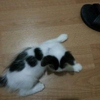 Abyssinian, Kedi  Pesto fotoğrafı