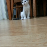 Abyssinian, Kedi  Pesto fotoğrafı