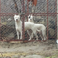 Dogo Arjantin, Köpek  Dogo fotoğrafı