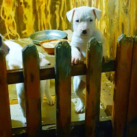 Dogo Arjantin, Köpek  Dogo fotoğrafı