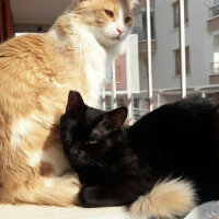 Bombay, Kedi  Zeytin fotoğrafı