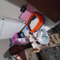 Tekir Kedi, Kedi  Tarcin fotoğrafı