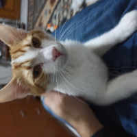 Tekir Kedi, Kedi  Tarcin fotoğrafı