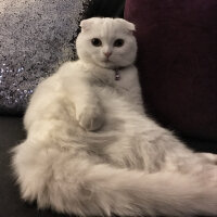 Scottish Fold, Kedi  Lily fotoğrafı