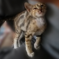 Soke, Kedi  Ceviz fotoğrafı