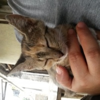 Soke, Kedi  Ceviz fotoğrafı