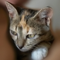 Soke, Kedi  Ceviz fotoğrafı
