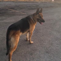 Alman Çoban Köpeği, Köpek  Boğaç fotoğrafı