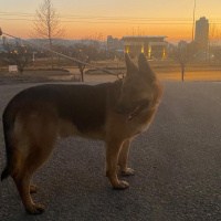 Alman Çoban Köpeği, Köpek  Boğaç fotoğrafı