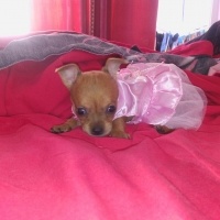 Chihuahua, Köpek  yok fotoğrafı