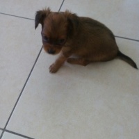 Chihuahua, Köpek  yok fotoğrafı