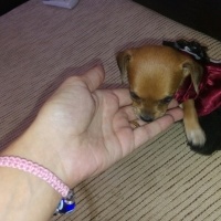 Chihuahua, Köpek  yok fotoğrafı