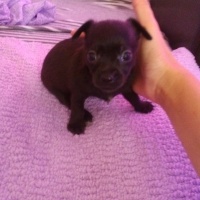 Chihuahua, Köpek  yok fotoğrafı