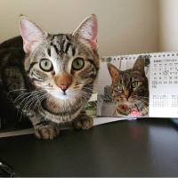 Tekir Kedi, Kedi  Minnoş fotoğrafı