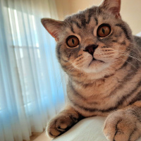 Scottish Fold, Kedi  Zeus fotoğrafı