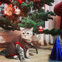 Scottish Fold, Kedi  Zeus fotoğrafı