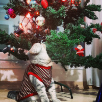 Scottish Fold, Kedi  Zeus fotoğrafı