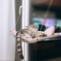 Scottish Fold, Kedi  Zeus fotoğrafı