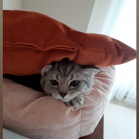 Scottish Fold, Kedi  Zeus fotoğrafı