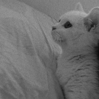 British Shorthair, Kedi  Pamuk fotoğrafı