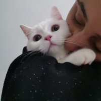 British Shorthair, Kedi  Pamuk fotoğrafı