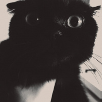 Scottish Fold, Kedi  Gece fotoğrafı