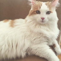 Ankara Kedisi, Kedi  BALIM fotoğrafı