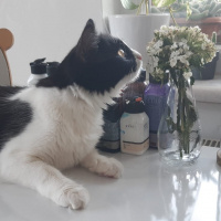 Tekir Kedi, Kedi  zeytin fotoğrafı