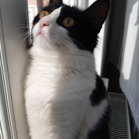 Tekir Kedi, Kedi  zeytin fotoğrafı
