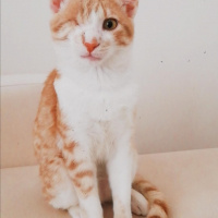 Sarman, Kedi  odin fotoğrafı